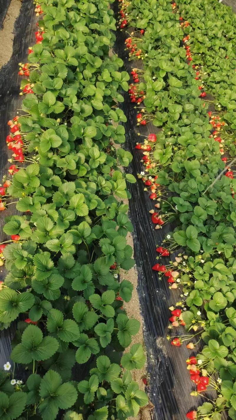 秒香草莓苗脱毒育苗基地大量供应，包活补发送技术