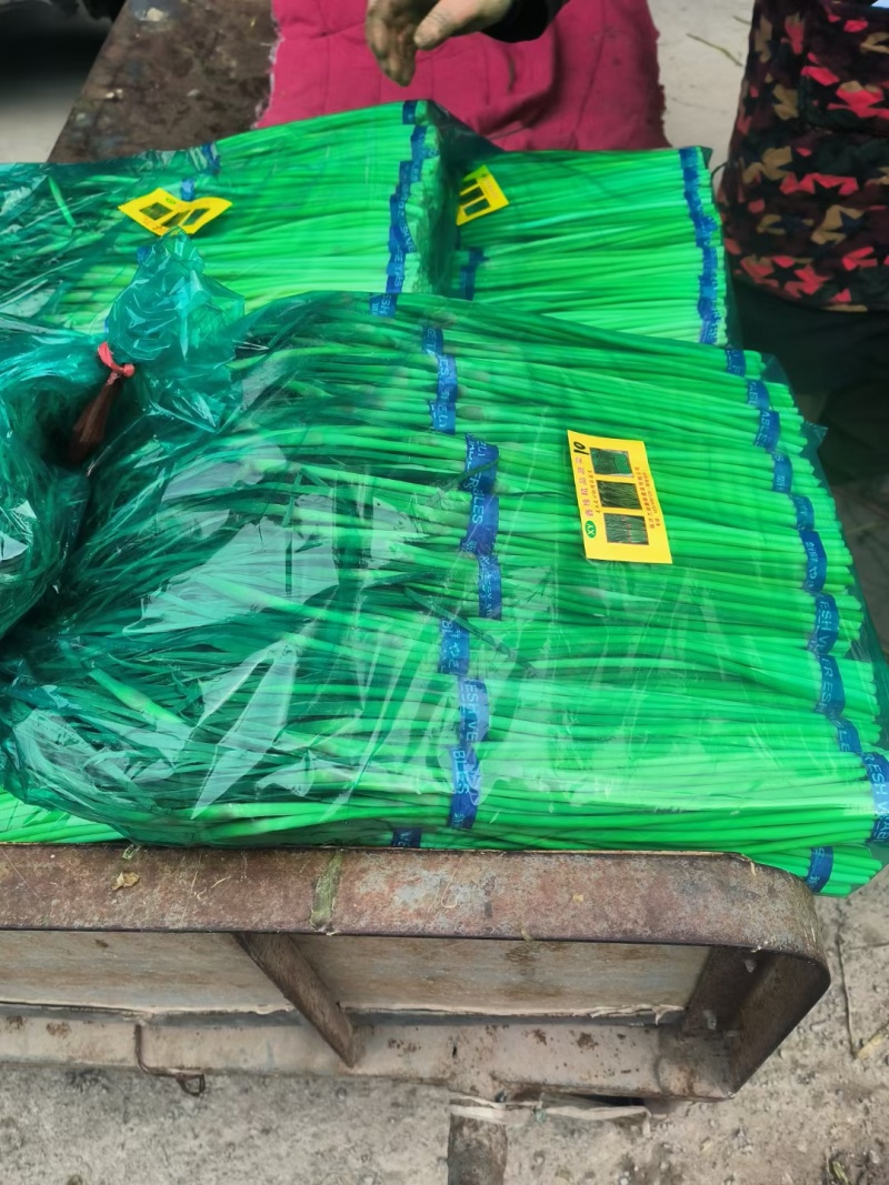 精品郯城蒜薹山东红帽蒜苔（薹）产地现摘现发货一条龙服务可