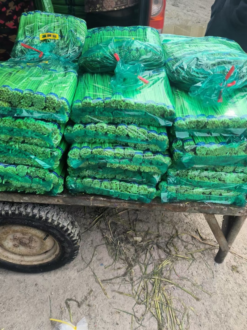 精品郯城蒜薹山东红帽蒜苔（薹）产地现摘现发货一条龙服务可