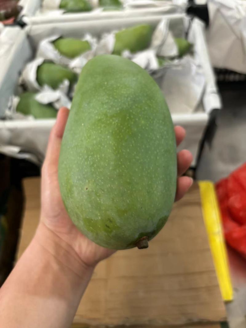 芒果大青芒批发一件代发