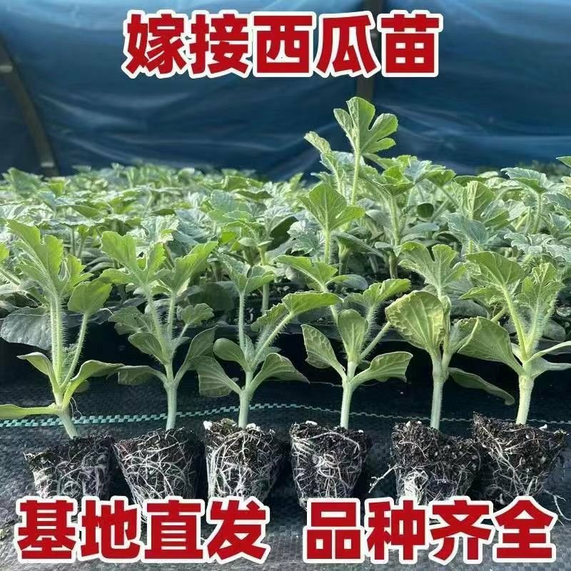 正宗嫁接8424麒麟美都西瓜苗阳台庭院盆栽地栽易成活高产