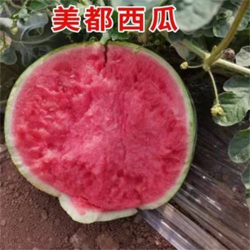 正宗嫁接8424麒麟美都西瓜苗阳台庭院盆栽地栽易成活高产