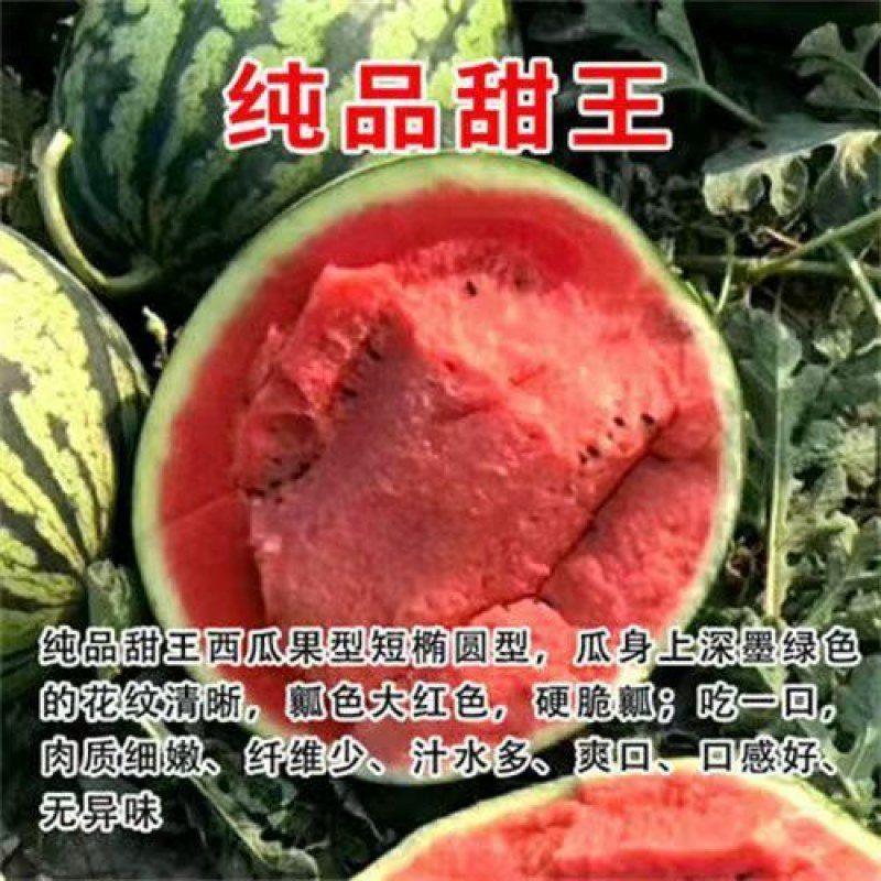 正宗嫁接8424麒麟美都西瓜苗阳台庭院盆栽地栽易成活高产