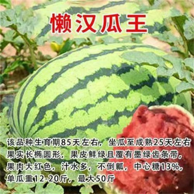 正宗嫁接8424麒麟美都西瓜苗阳台庭院盆栽地栽易成活高产