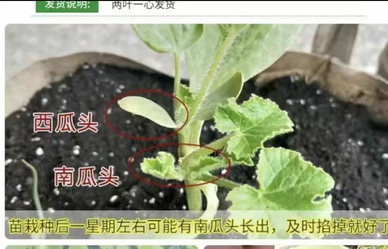 正宗嫁接8424麒麟美都西瓜苗阳台庭院盆栽地栽易成活高产