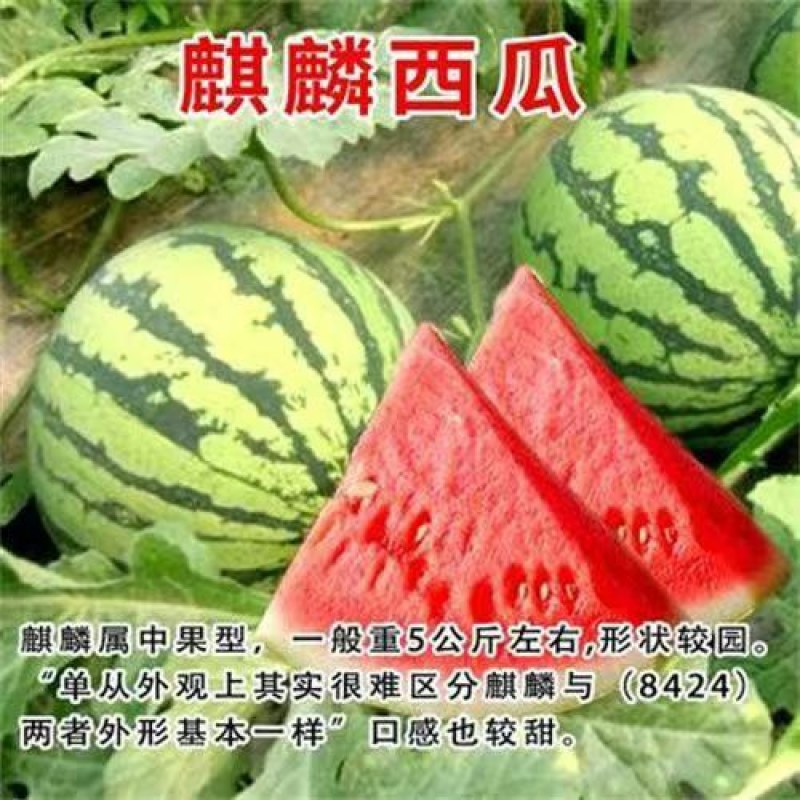 正宗嫁接8424麒麟美都西瓜苗阳台庭院盆栽地栽易成活高产
