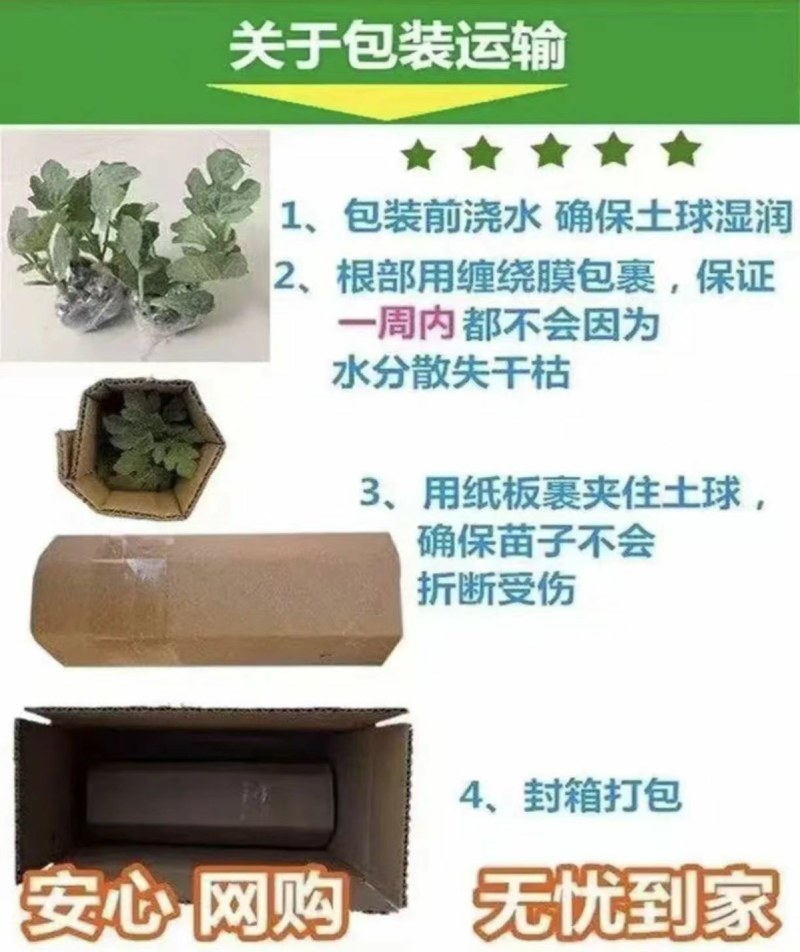 正宗嫁接8424麒麟美都西瓜苗阳台庭院盆栽地栽易成活高产