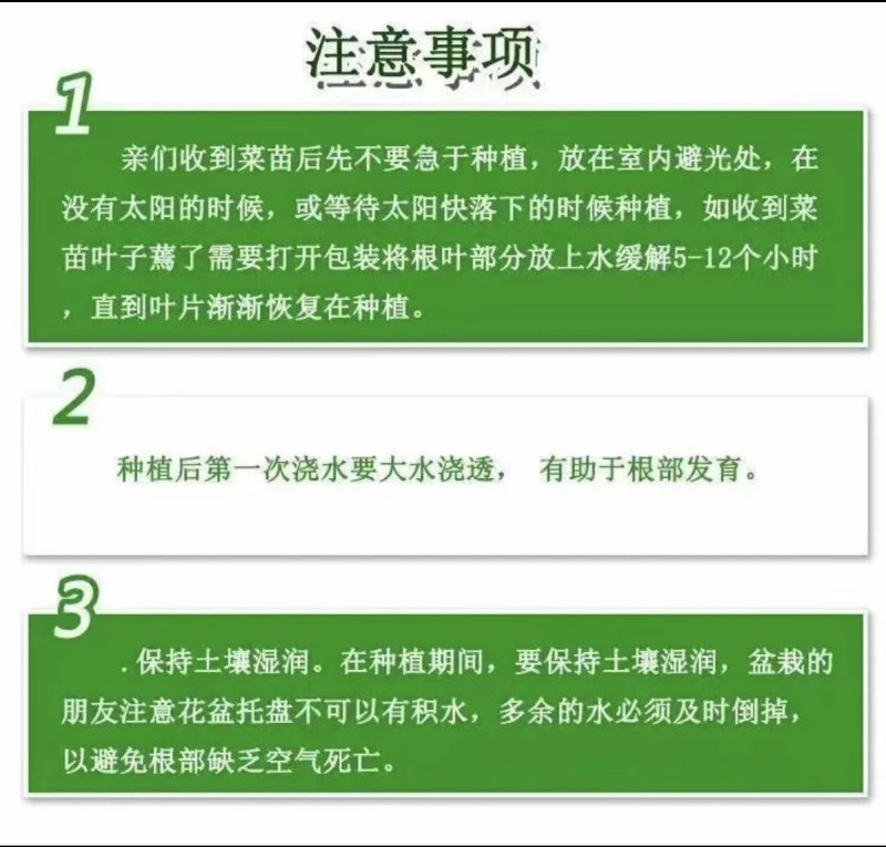 正宗嫁接8424麒麟美都西瓜苗阳台庭院盆栽地栽易成活高产