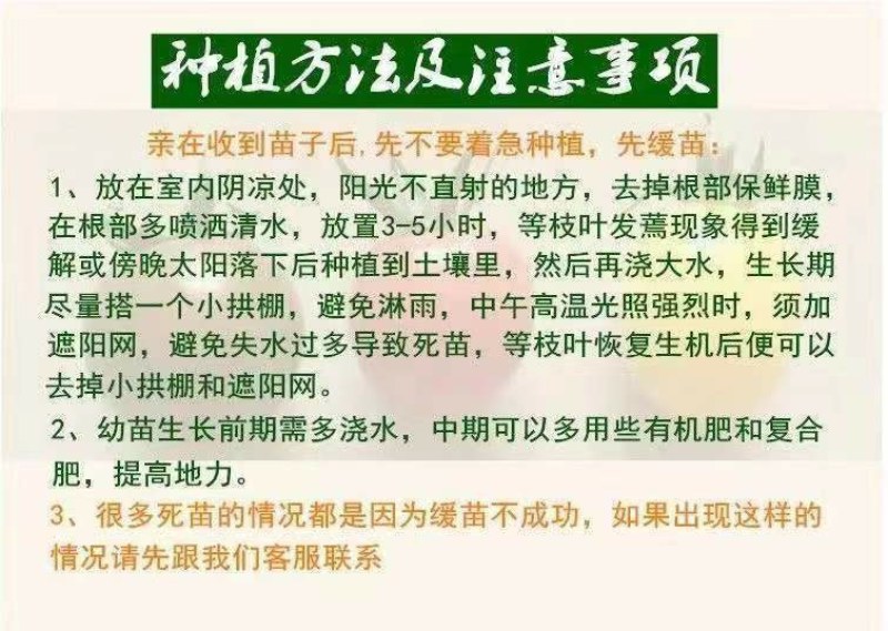正宗嫁接8424麒麟美都西瓜苗阳台庭院盆栽地栽易成活高产