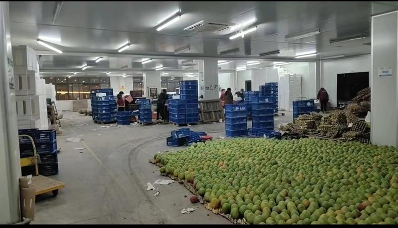 浙江杭州临平区芒果，大量有货，厂家直发，全国供应，欢迎采