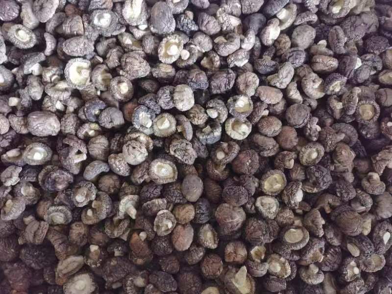 优质干香菇西峡香菇干1.5-肉厚质量好产地货源批发价