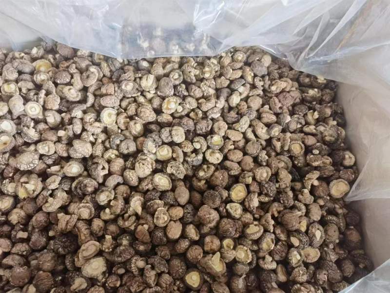 优质干香菇西峡香菇干1.5-肉厚质量好产地货源批发价