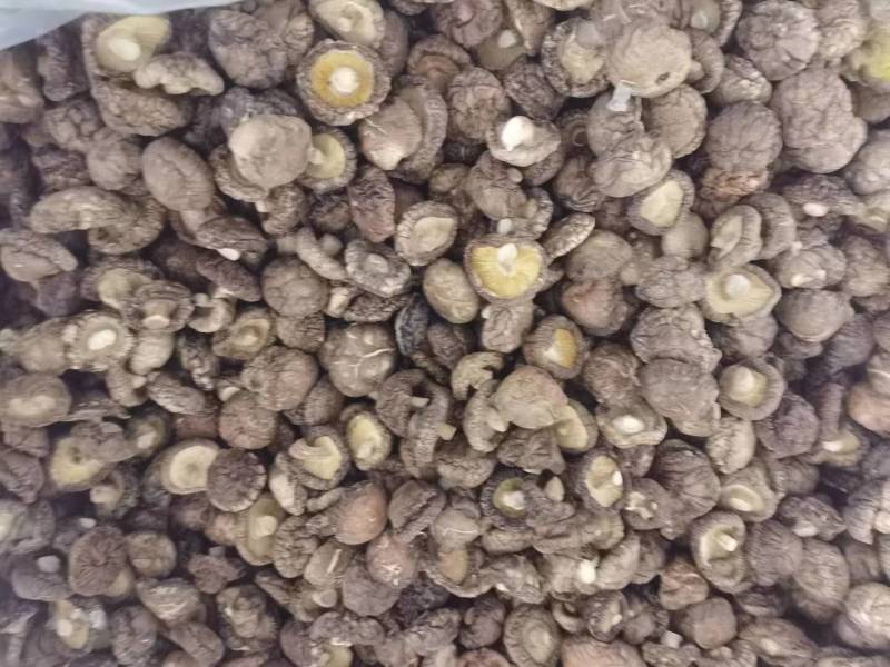 优质干香菇西峡香菇干1.5-肉厚质量好产地货源批发价