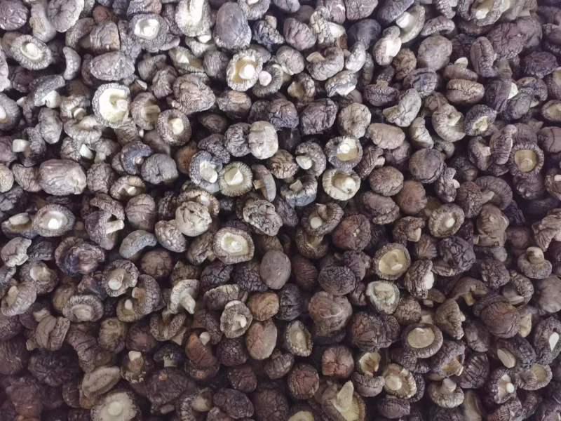 优质干香菇西峡香菇干1.5-肉厚质量好产地货源批发价