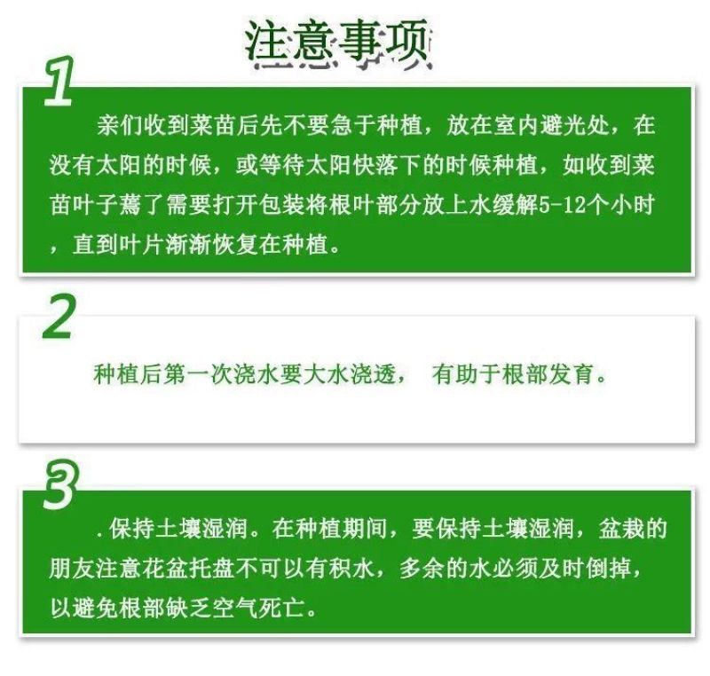 西瓜苗8424西瓜苗秧超甜秧苗特大冰糖麒麟西瓜嫁接苗懒汉