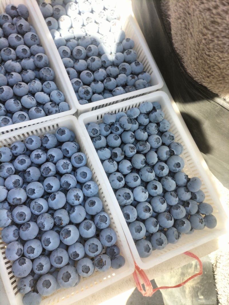 蓝莓大量有货