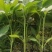线椒苗子高产抗病大面积种植线椒系列基地直发货源充足。