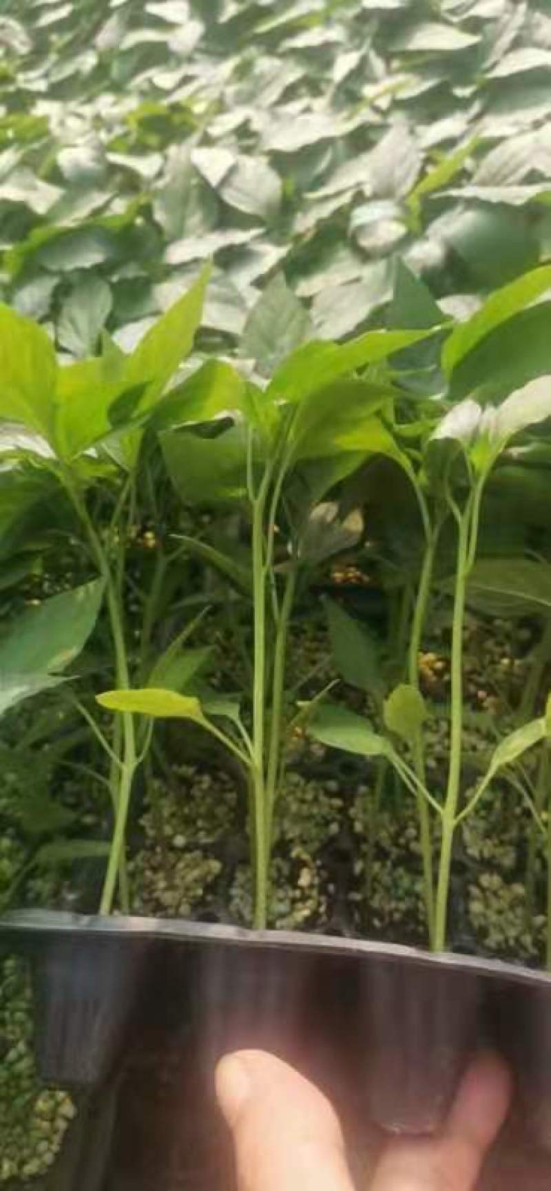 线椒苗子高产抗病大面积种植线椒系列基地直发货源充足。
