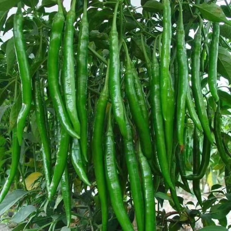 线椒苗子高产抗病大面积种植线椒系列基地直发货源充足。