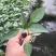 线椒苗子高产抗病大面积种植线椒系列基地直发货源充足。