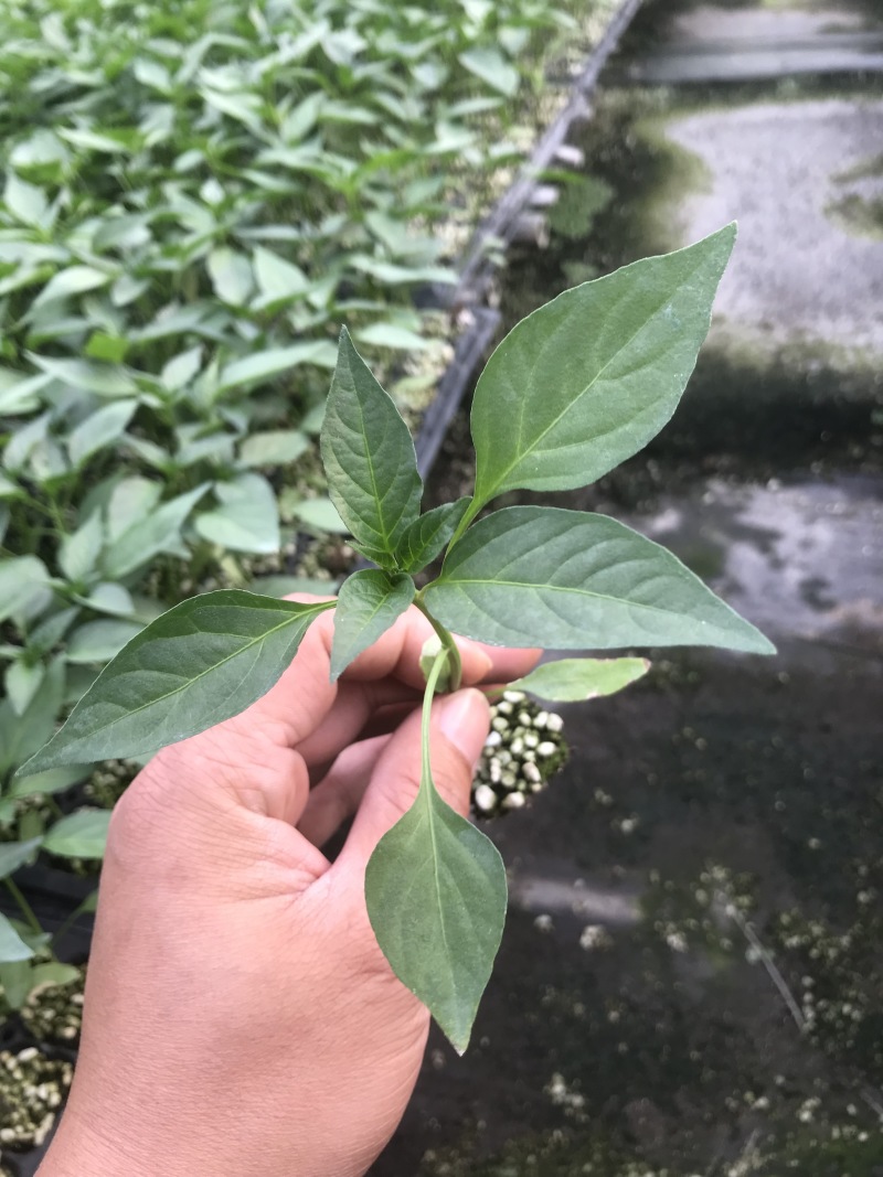 线椒苗子高产抗病大面积种植线椒系列基地直发货源充足。