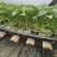 线椒苗子高产抗病大面积种植线椒系列基地直发货源充足。