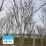 精品丛生巨紫荆紫荆大量供应可视频看货欢迎来电采购洽谈