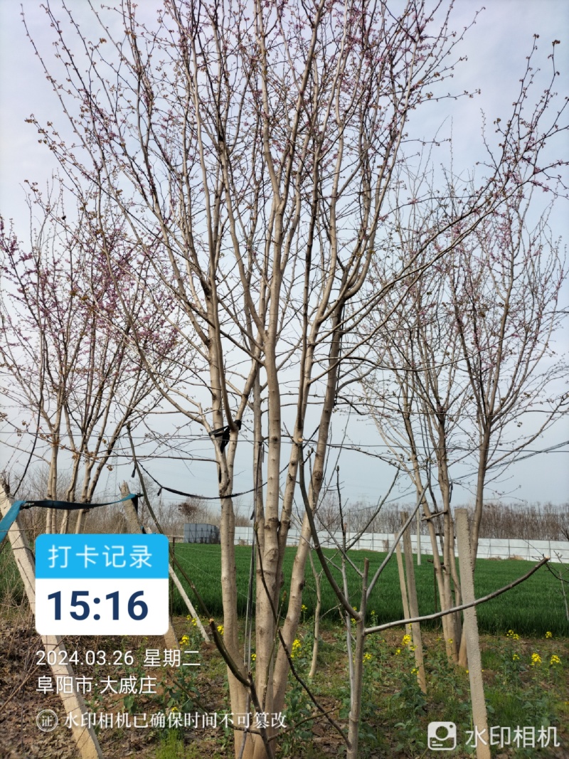 精品丛生巨紫荆紫荆大量供应可视频看货欢迎来电采购洽谈