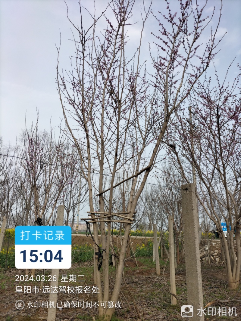 精品丛生巨紫荆紫荆大量供应可视频看货欢迎来电采购洽谈