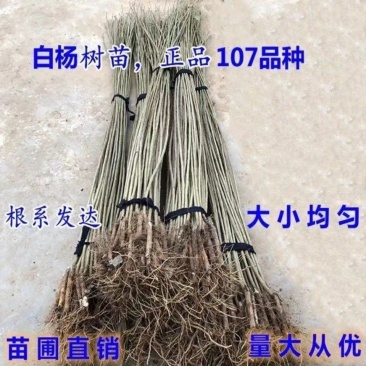 杨树苗