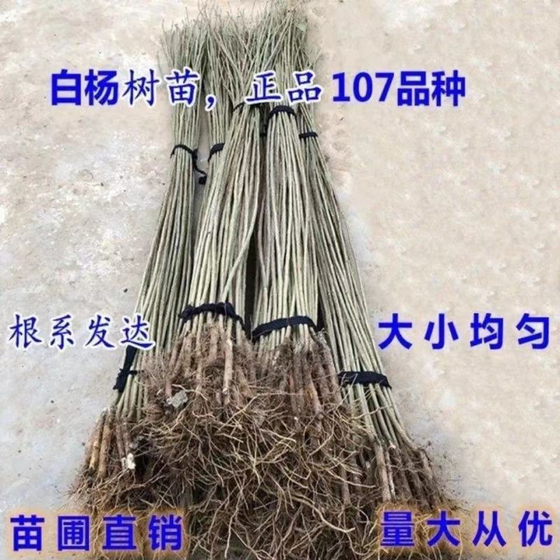 杨树苗
