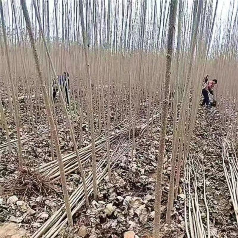 杨树苗