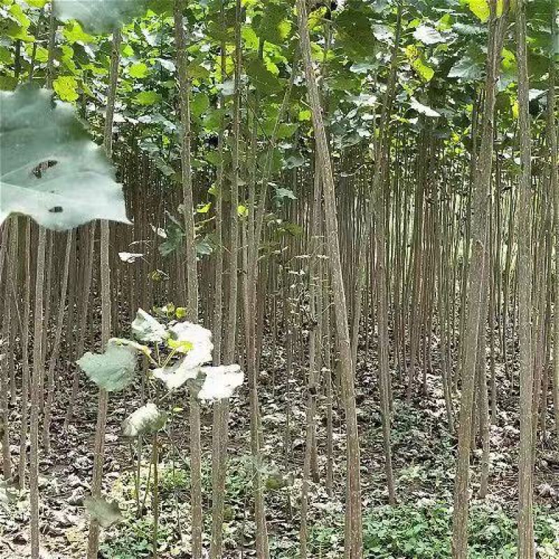 杨树苗