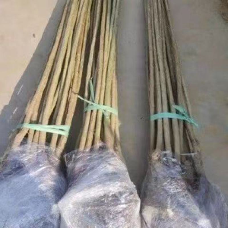 杨树苗