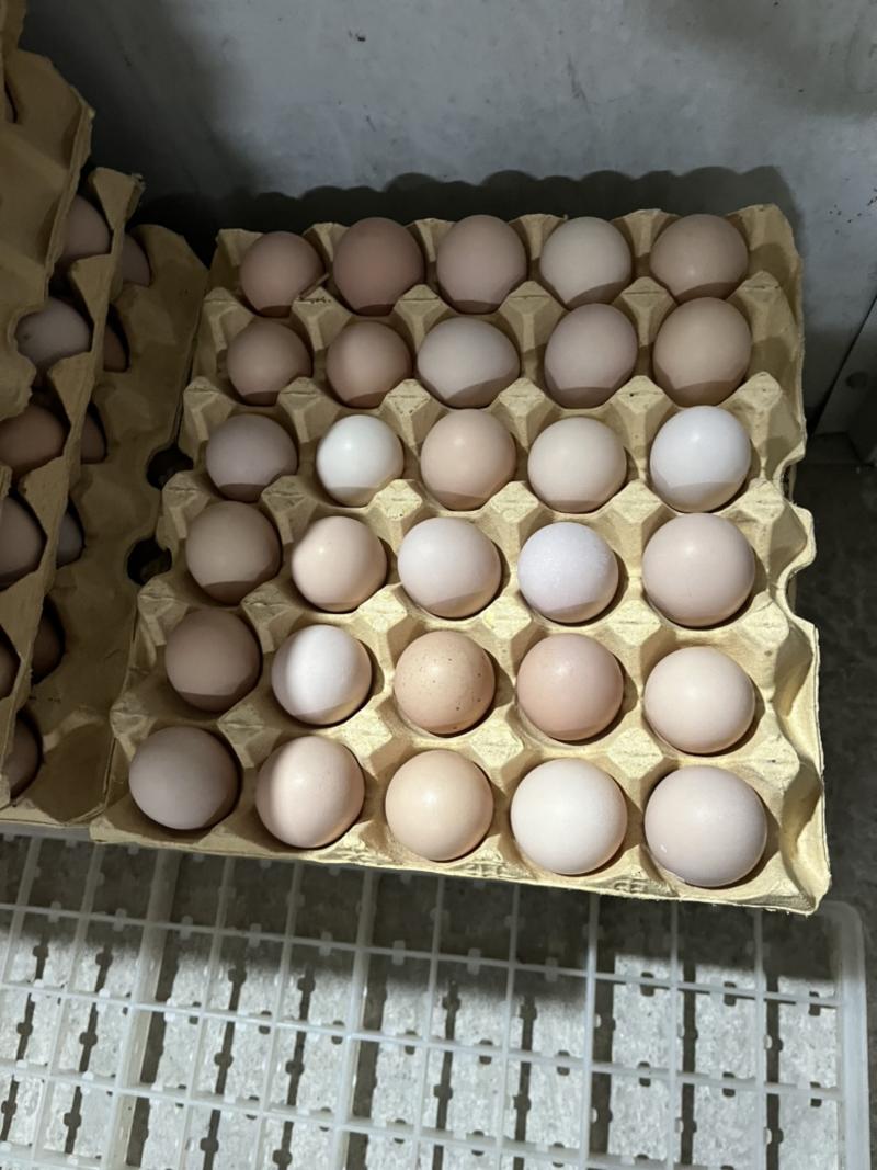 水蛋，活珠子蛋，毛鸡蛋，头照蛋