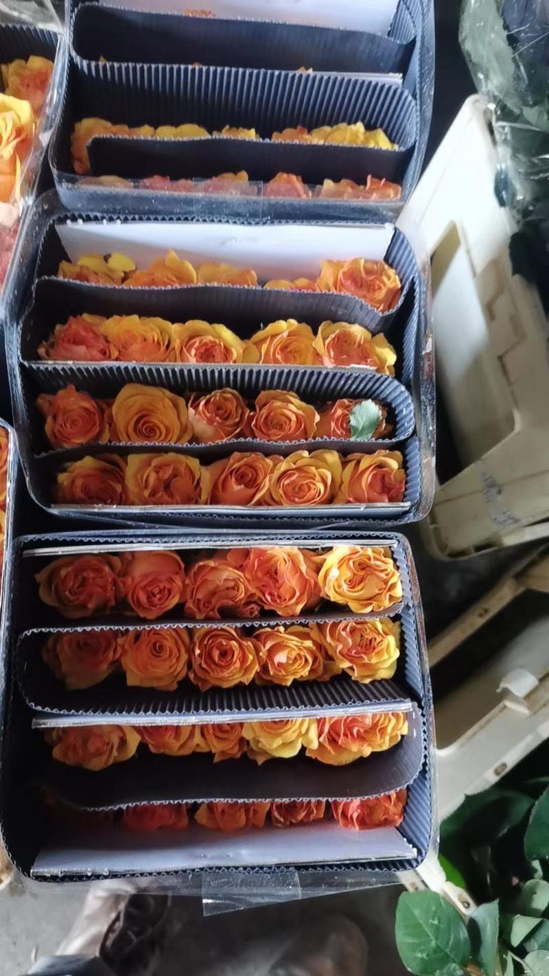 云南玫瑰鲜切花七彩玫瑰大量供应，新鲜采摘量大从优产地直发