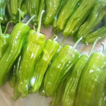 薄皮辣椒泡椒皱皮泡椒芜湖椒高产抗病泡椒辣玉9号辣椒苗