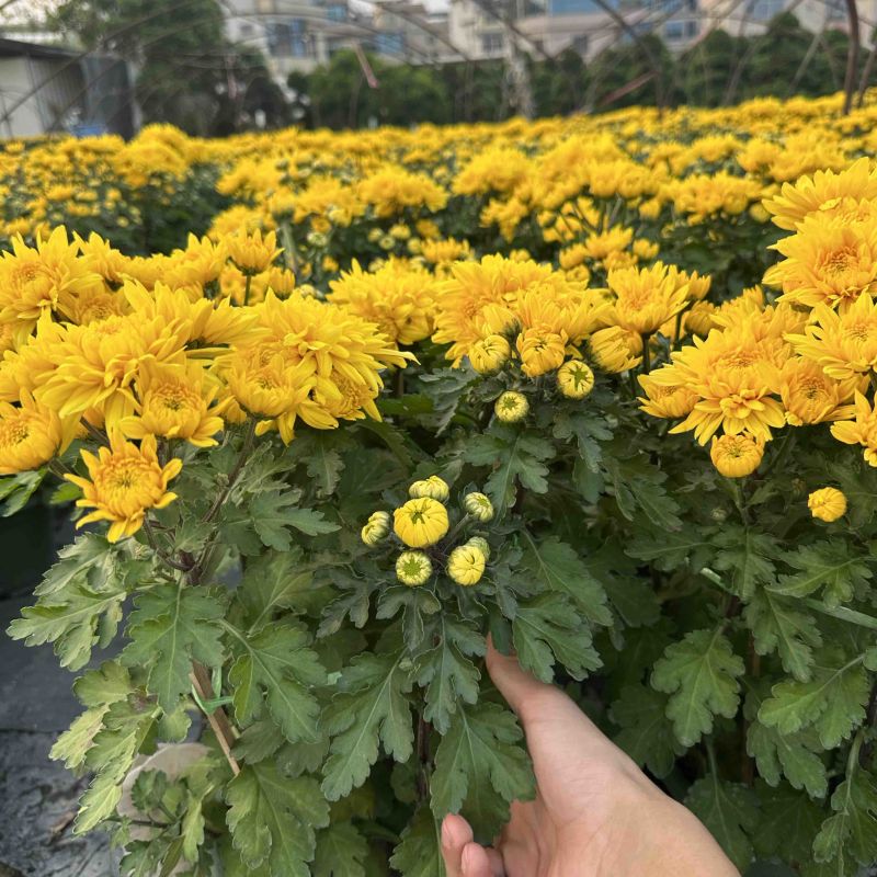 菊花，黄菊，菊花很好看，欢迎来电咨询，菊花，大