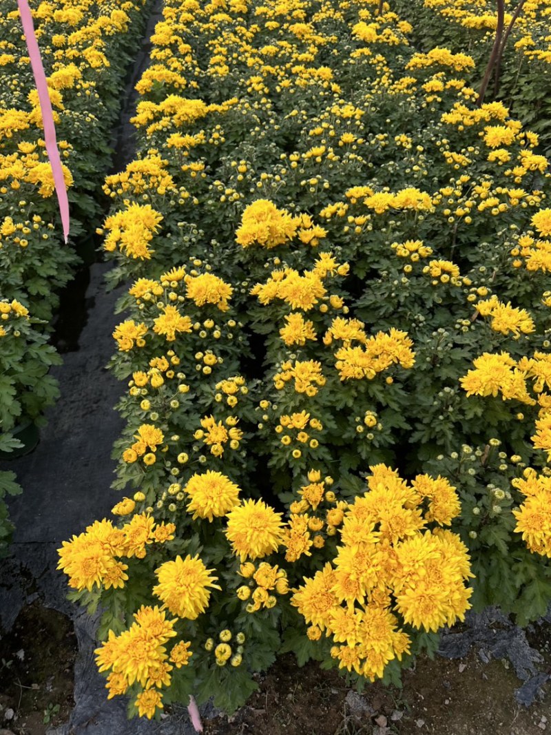 菊花，黄菊，菊花很好看，欢迎来电咨询，菊花，大