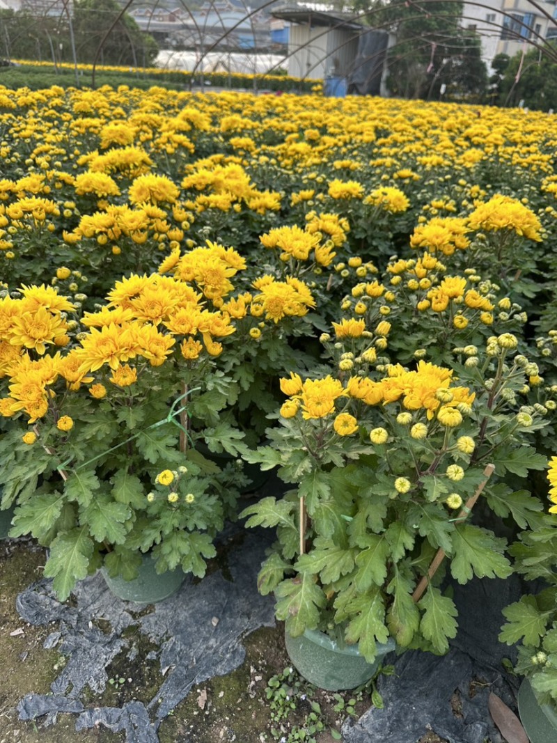 菊花，黄菊，菊花很好看，欢迎来电咨询，菊花，大