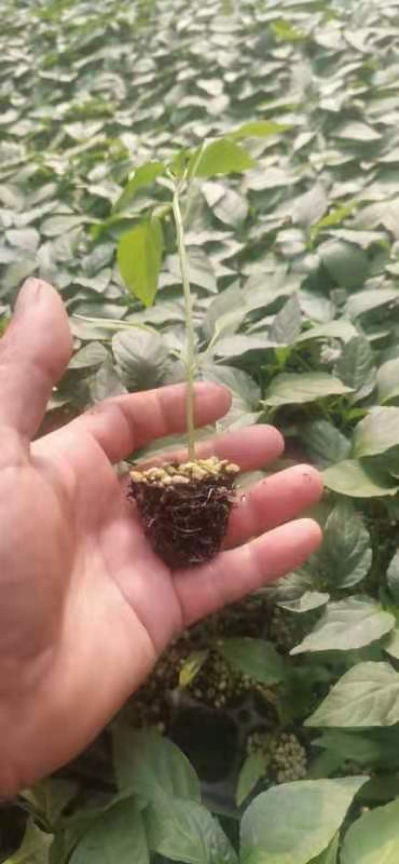 薄皮辣椒泡椒皱皮泡椒芜湖椒高产抗病泡椒辣玉9号辣椒苗