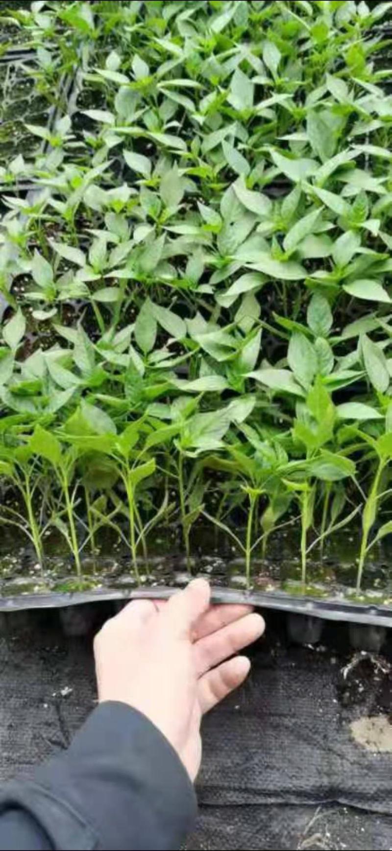 薄皮辣椒泡椒皱皮泡椒芜湖椒高产抗病泡椒辣玉9号辣椒苗