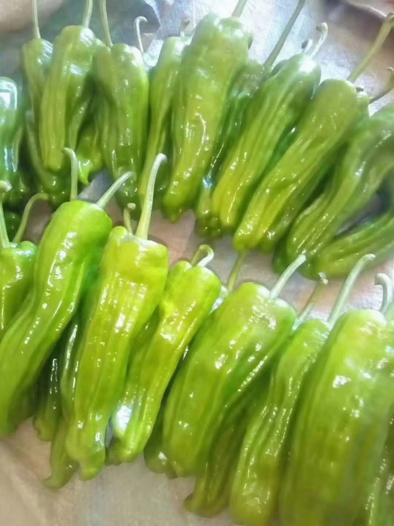 薄皮辣椒泡椒皱皮泡椒芜湖椒高产抗病泡椒辣玉9号辣椒苗