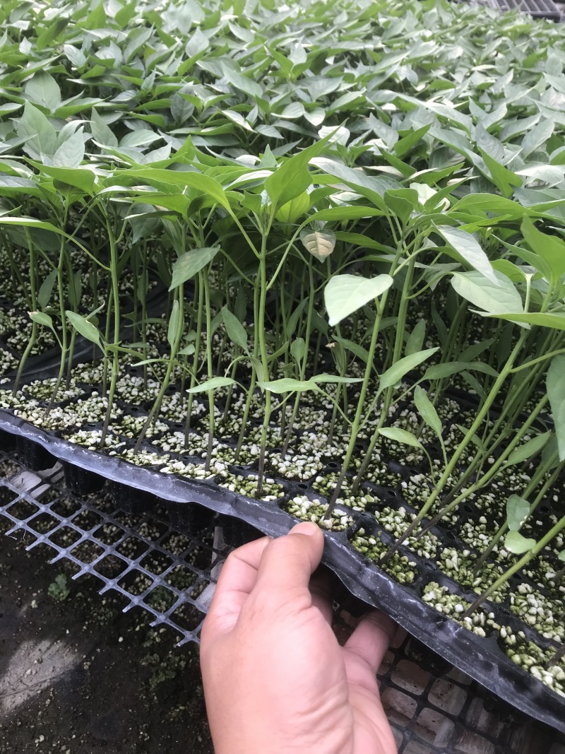 薄皮辣椒泡椒皱皮泡椒芜湖椒高产抗病泡椒辣玉9号辣椒苗