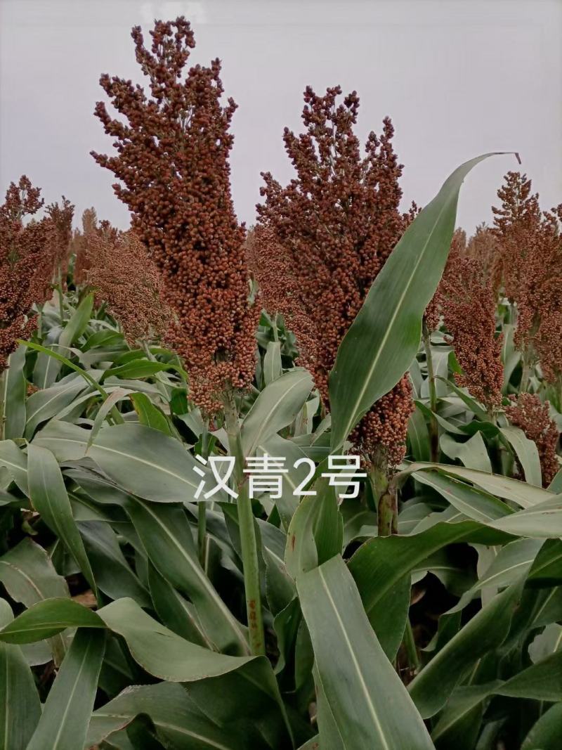 汉青二号株高一米二-一米三，中颗粒高粱积温二千七