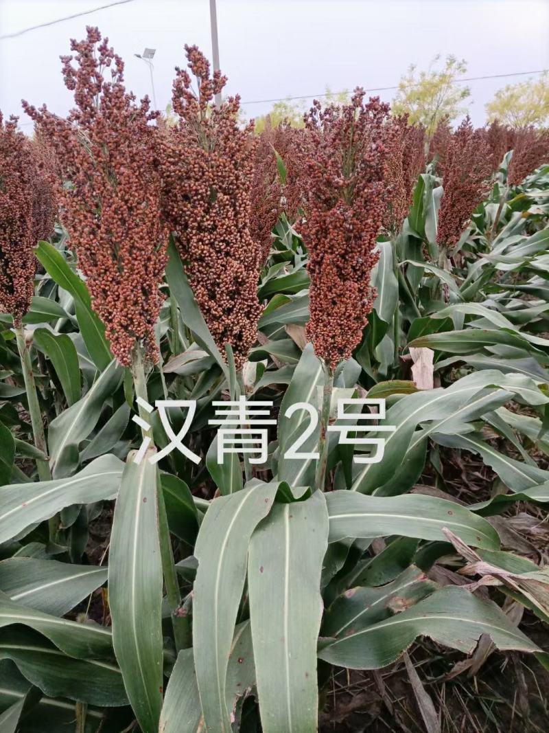 汉青二号株高一米二-一米三，中颗粒高粱积温二千七