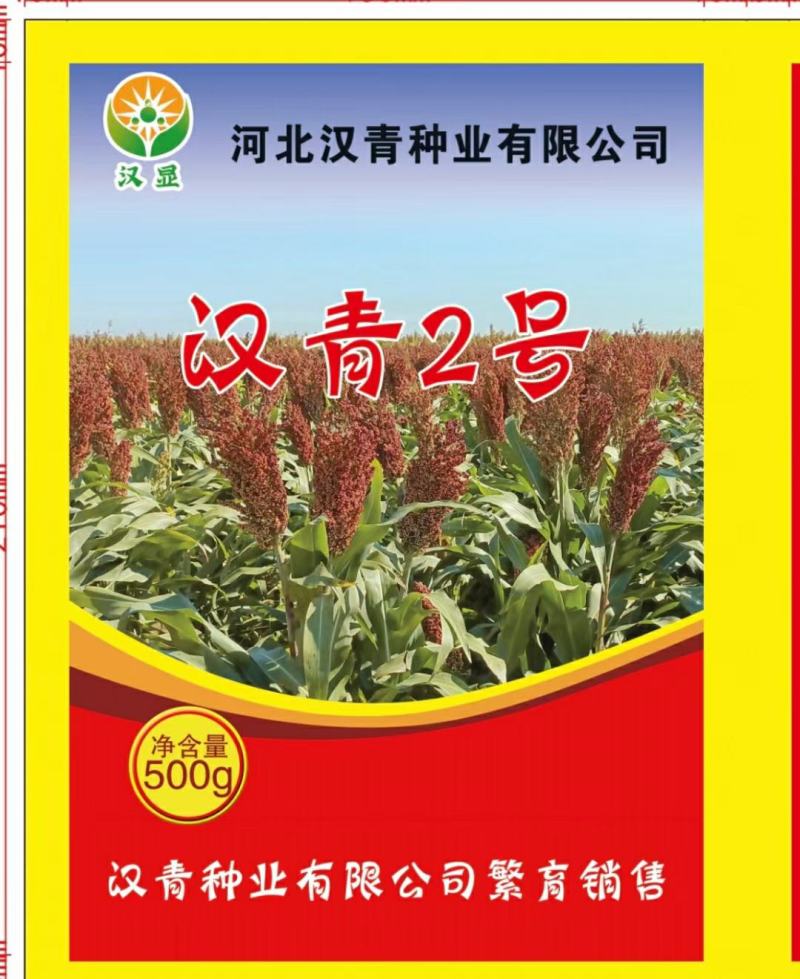 汉青二号株高一米二-一米三，中颗粒高粱积温二千七