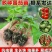 12.8元10棵苗包邮【包邮番茄秧苗带土西红柿