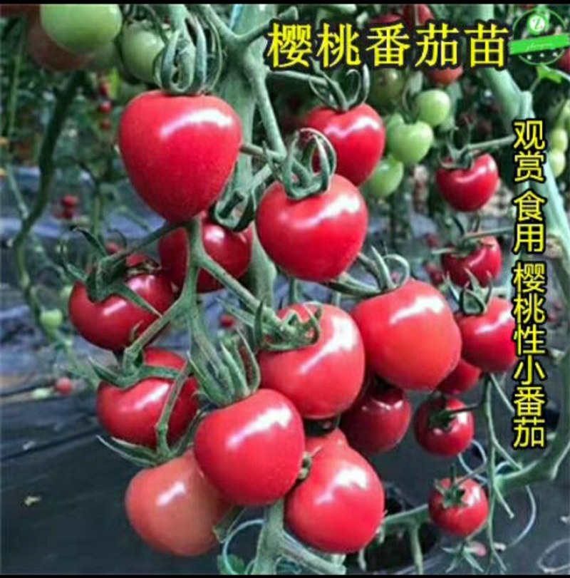 12.8元10棵苗包邮【包邮番茄秧苗带土西红柿