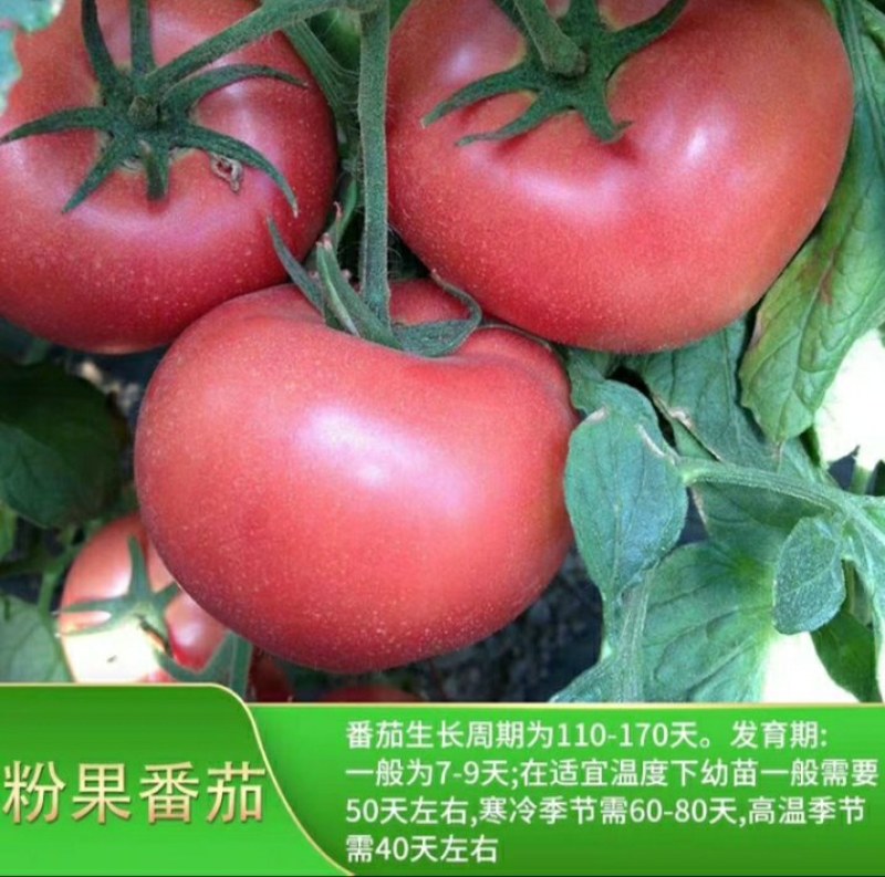 12.8元10棵苗包邮【包邮番茄秧苗带土西红柿